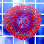 USA Cultured Rhodactis Mushroom Coral (click for more detail)