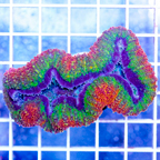 Lobophyllia Coral Australia (click for more detail)