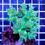 Pineapple Tree Coral Indonesia (click for more detail)
