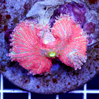 Ricordea Mushroom Indonesia (click for more detail)