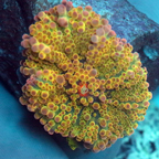 Rainbow Ricordea Mushroom Coral (click for more detail)
