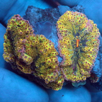 Rainbow Ricordea Mushroom Coral (click for more detail)