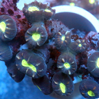 Candy Cane Coral Fiji (click for more detail)