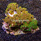 Wham'n Watermelon and Radioactive Dragon Eye Colony Polyp Rock Zoanthus Indonesia IM (click for more detail)