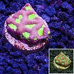 USA Cultured Ultra Favites Coral (click for more detail)