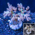 Pineapple Tree Coral Indonesia (click for more detail)