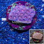 Dipsastraea Brain Coral Indonesia (click for more detail)