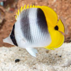 Double Saddleback Butterflyfish (click for more detail)