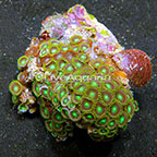 Radioactive Dragon Eye and Fiery Grape Colony Polyp Rock Zoanthus Indonesia IM (click for more detail)
