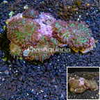 Rhodactis Mushroom Rock Fiji (click for more detail)