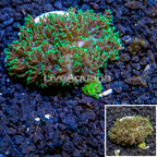 Rhodactis Mushroom Rock Indonesia (click for more detail)