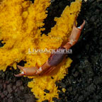 Trapezia Pocillopora/Acropora Crab  (click for more detail)