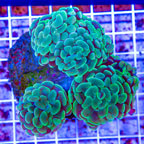 Hammer Coral Indonesia (click for more detail)