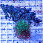 Devil's Hand Leather Coral Vietnam (click for more detail)