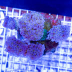 Hammer Coral Indonesia (click for more detail)