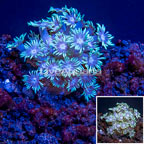 LiveAquaria® Cultured Goniopora Coral  (click for more detail)