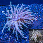 Sinularia Leather Coral Indonesia (click for more detail)