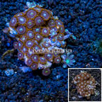 Zoanthus Coral Indonesia (click for more detail)