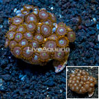 Zoanthus Coral Indonesia (click for more detail)