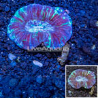 Open Brain Coral Australia (click for more detail)