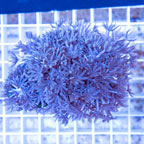 Xenia Coral Indonesia (click for more detail)