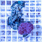 Toadstool Leather Coral Vietnam (click for more detail)