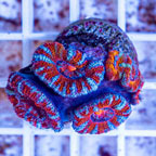 LiveAquaria® Cultured Acan Lord Coral (click for more detail)