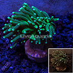 LiveAquaria® Ultra Torch Coral (click for more detail)