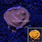 USA Cultured Orange Polyp Montipora Coral (click for more detail)