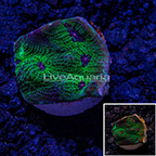 LiveAquaria Heiroglyph Chalice Coral  (click for more detail)