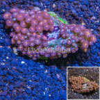 Zoanthus Coral Vietnam (click for more detail)