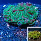 Acan Lord Coral Australia (click for more detail)