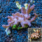 Tree Coral Indonesia (click for more detail)