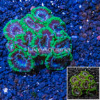 Acan Lord Coral Australia (click for more detail)