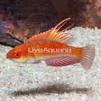 Linespot Flasher Wrasse  (click for more detail)