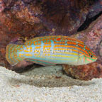 Adorned Wrasse  (click for more detail)