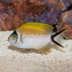 Masked Swallowtail Angelfish (click for more detail)