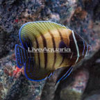 Six Bar Angelfish  (click for more detail)