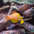 Coral Hogfish  (click for more detail)