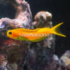 Midas Blenny (click for more detail)