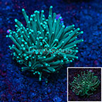 LiveAquaria® Aquacultured Ultra Torch Coral (click for more detail)