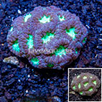 Blastomussa Coral  (click for more detail)