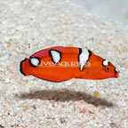 Formosa Wrasse, Juvenile (click for more detail)