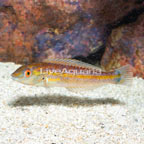 Sri Lankan Wrasse (click for more detail)