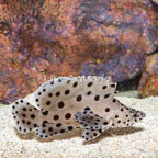 Panther Grouper  (click for more detail)