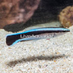 Bluestreak Cleaner Wrasse  (click for more detail)