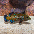 Blue Dot Grouper (click for more detail)