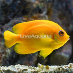 Lemon Peel Angelfish (click for more detail)