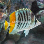 Mertensii Butterflyfish (click for more detail)