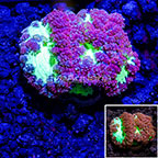 USA Cultured Red and Green Blastomussa Wellsi Coral (click for more detail)